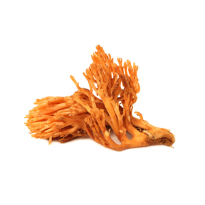 cordyceps1