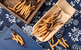 7 datos muy sorprendentes sobre el hongo Cordyceps